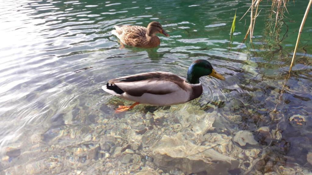 Apartman Black River Plitvička Jezera Buitenkant foto